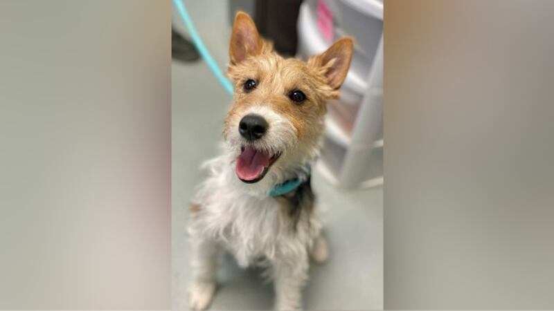 An animal shelter in Missouri says a dog's life was saved as he was able to be rescued from a...