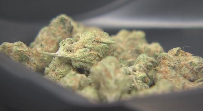 Vt. marijuana company questions authority of Cannabis Control Board - Vimarsana News