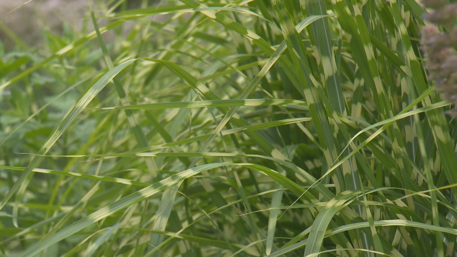 Vermonters gather Eco-Fair in search of ways to make the grass greener this spring - Vimarsana News