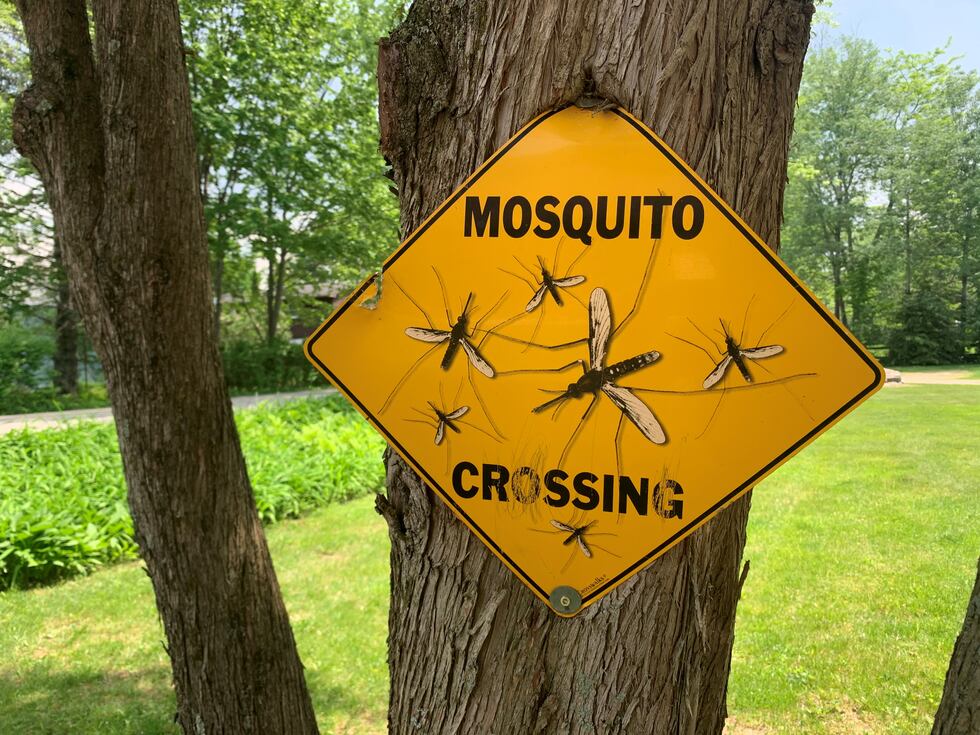 Salisbury is experimenting with a halt to mosquito spraying this summer.