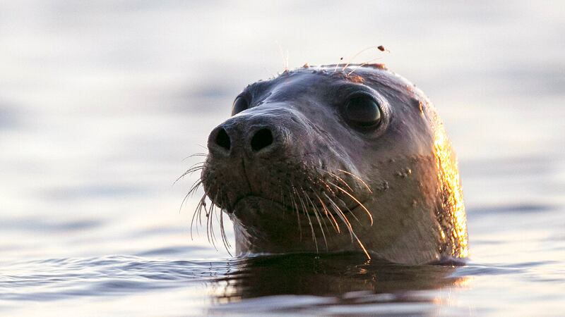 File photo - A harbor seal pokes its head out of the water in Casco Bay, off Portland, Maine.