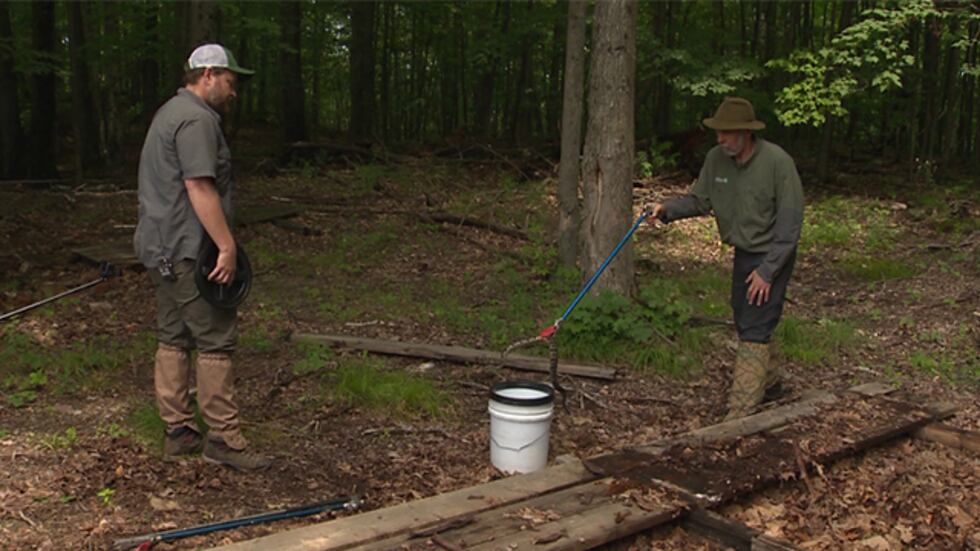 Timber rattlesnake capture