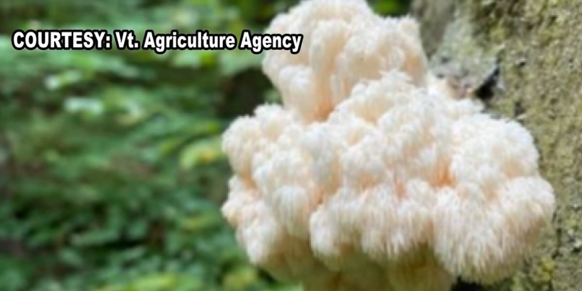 Vt. students to testify in support of state mushroom Vt. students to testify in support of state mushroom