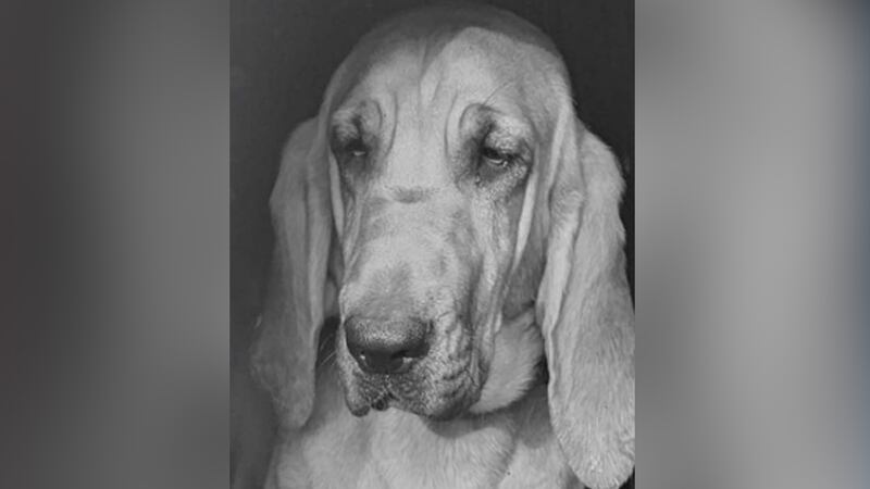 Officials with the Jacksonville Police Department said K-9 Sedna died Wednesday from medical...