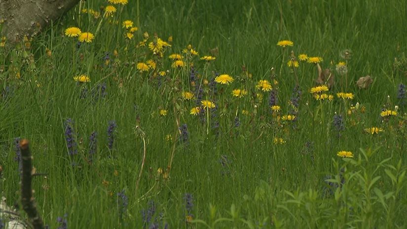 No Mow May aims to preserve wildlife, pollinator habitats - Vimarsana News