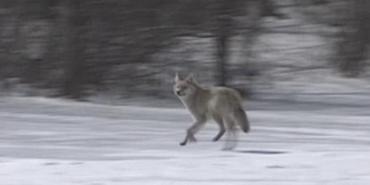 Vermont judge agrees with state on coyote hunting ruling